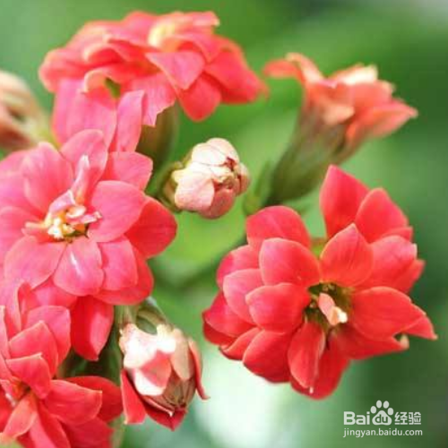 在秋天修剪长寿花的时候需要注意哪些？