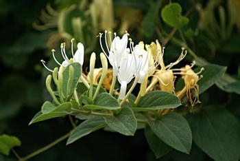 中医两种药方可以有效治疗口臭