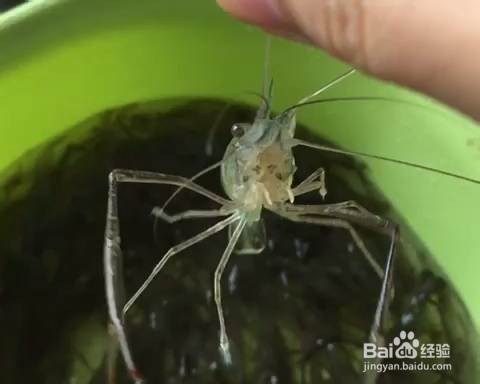 新手简单做油爆小河虾