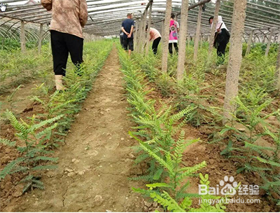 皂角树苗怎么培育