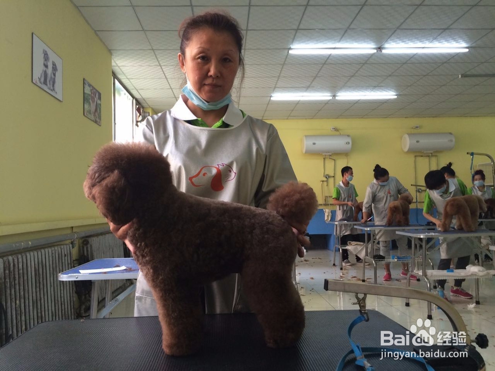 宠物美容师月薪多少