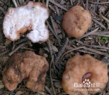 松露鉴别真假的方法