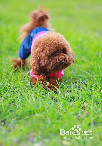 如何挑选贵宾犬