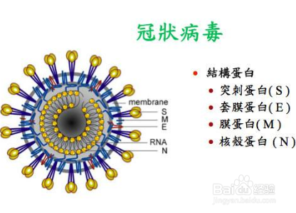 新型冠状病毒是什么，什么是新型冠状病毒？