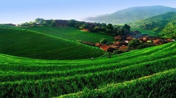 紫鹊界梯田旅游攻略