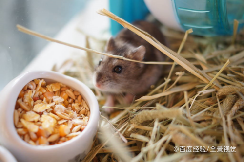 最简单仓鼠自制零食