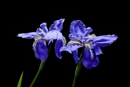 五月份有哪些花?