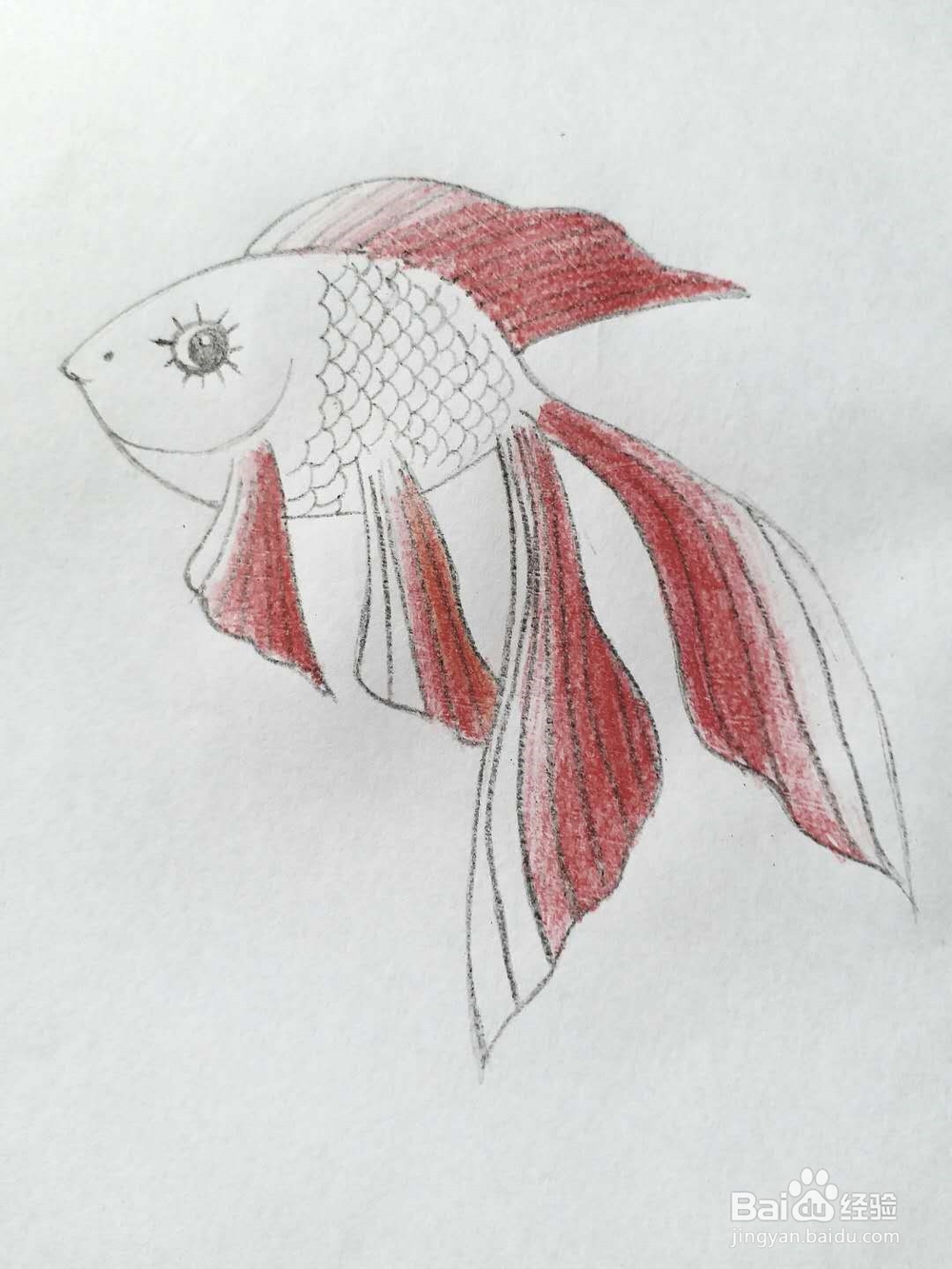 小金鱼的简单画法
