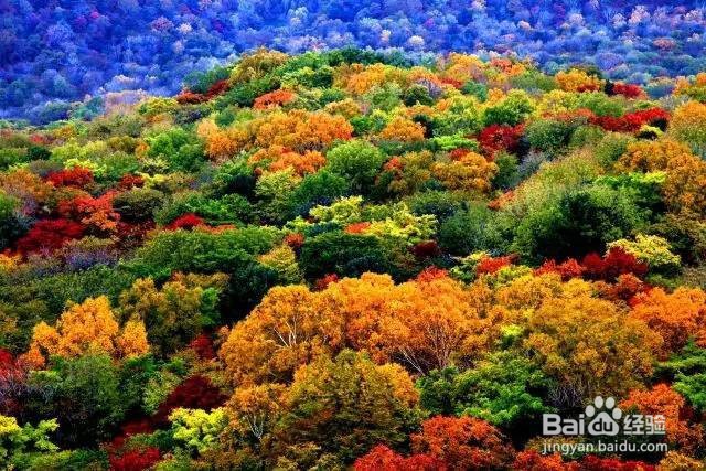 哈尔滨金龙山国家森林公园游玩攻略