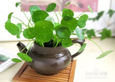 室外铜钱草怎么过冬