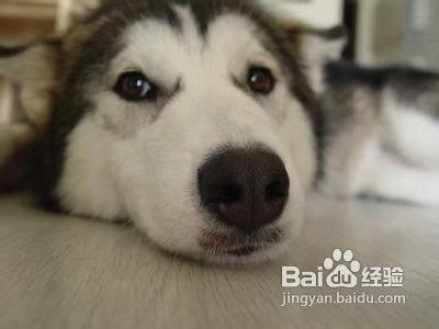 被狗咬伤了该怎么办