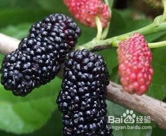 桑葚有哪些功效?