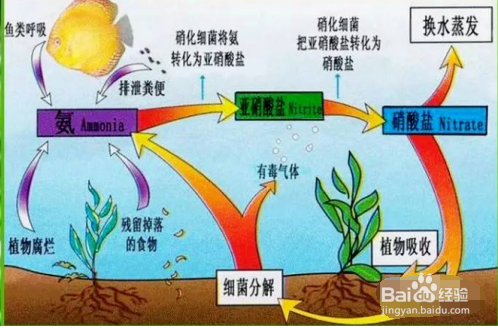 鱼缸水起白雾怎么解决