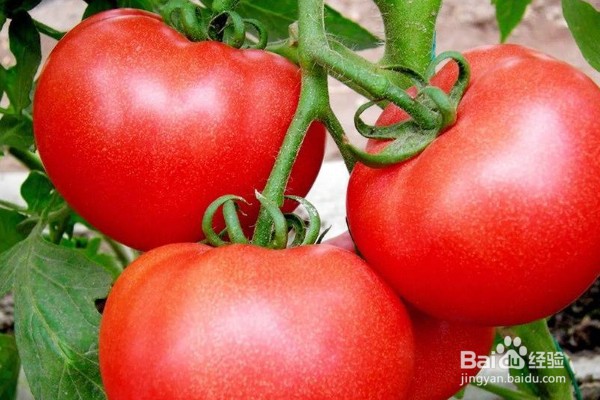 如何认知不宜放入冰箱保存的食物