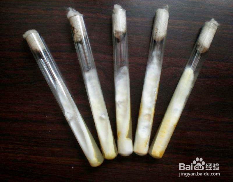 菌种保藏的方法