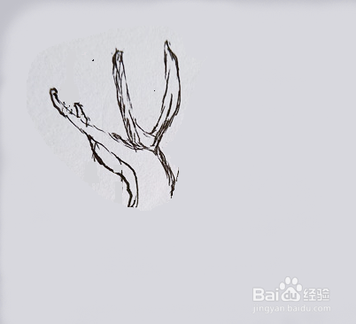 梅花鹿的钢笔画