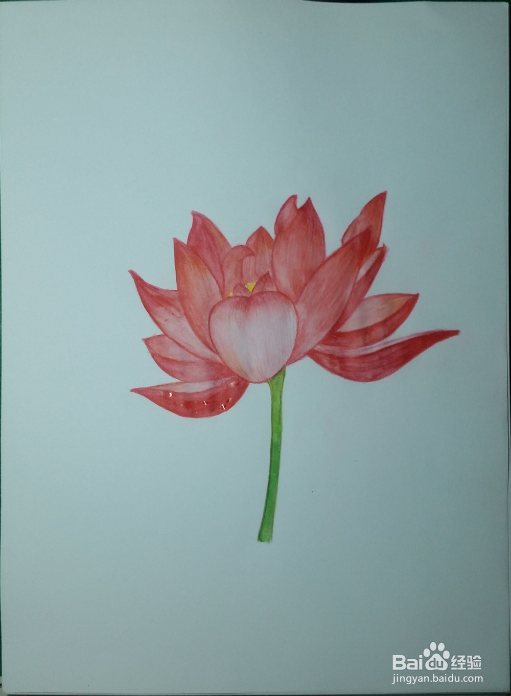 第一次画彩铅——荷花