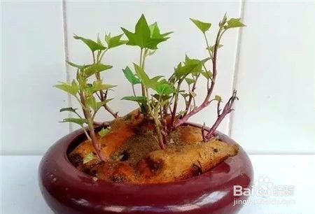 红薯土培盆栽如何种?