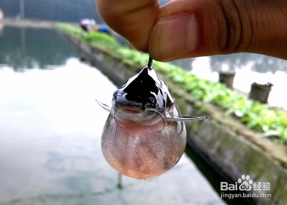 养殖经验浅谈-黄颡鱼大肚子