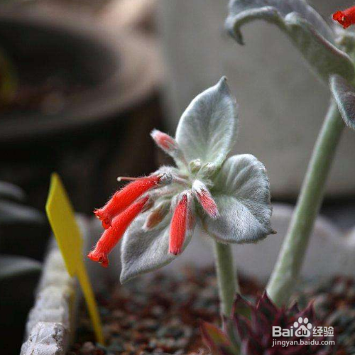 怎样培育断崖女王?