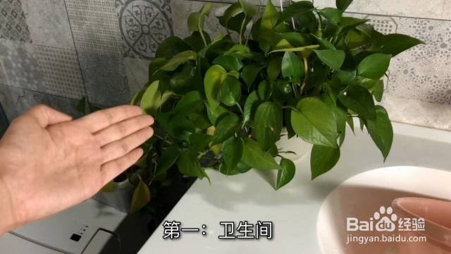 家里养绿萝,不要放这几个地方容易枯萎