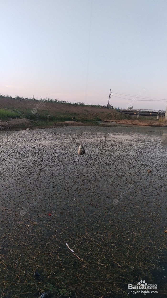 立夏钓鲫鱼技巧