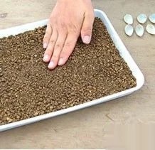 冬天多肉叶片扦插方法