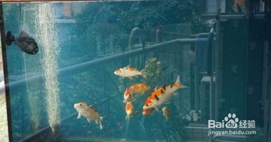鱼缸黄水的解决办法