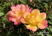 情人节没有情人怎么办?