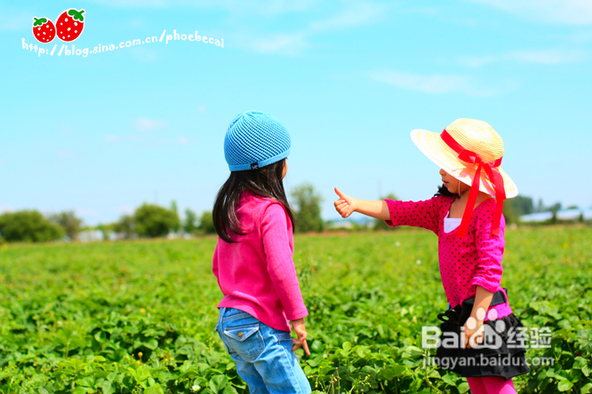 温哥华田园风情草莓采摘(组图)