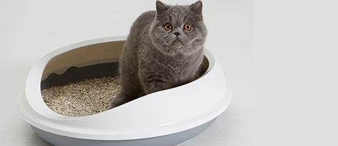 猫乱尿怎么解决方法