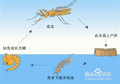 厕所蚊子多怎么解决