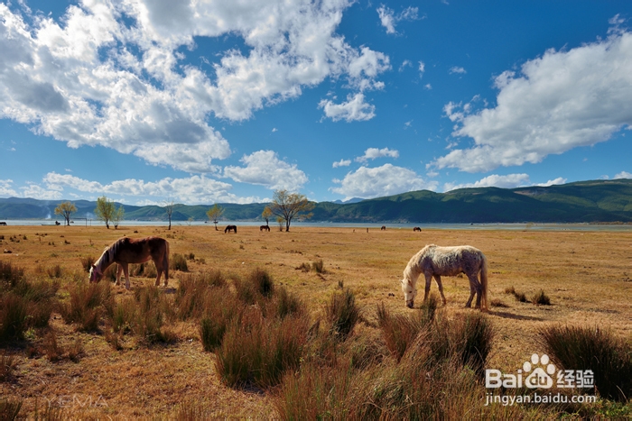 元旦游玩丽江 实用驴友线路攻略