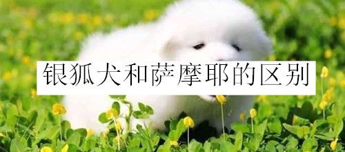 银狐犬和萨摩耶的区别怎样区分呢 百度经验