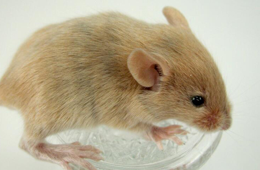 花枝鼠死了多久变硬