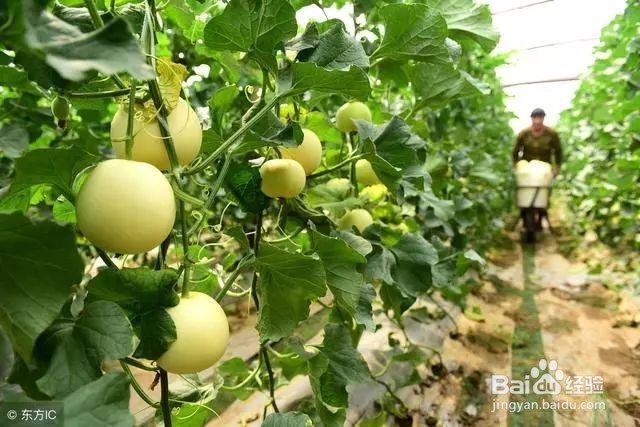 怎样应对甜瓜根结线虫带来的危害