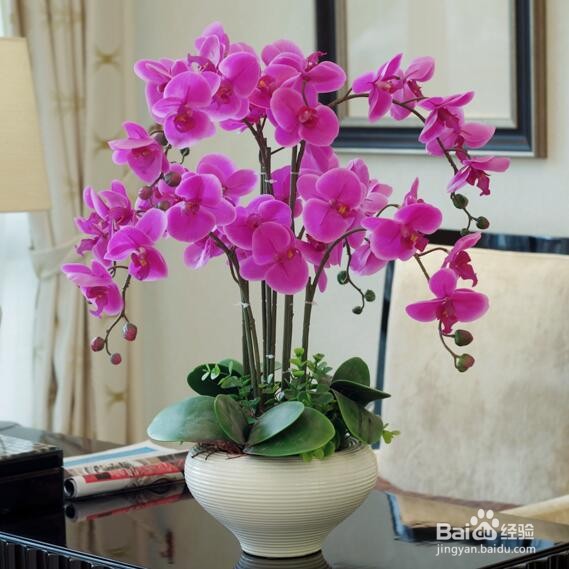 蝴蝶兰夏季怎么管理