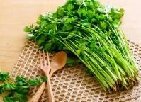 秋季适合种什么菜