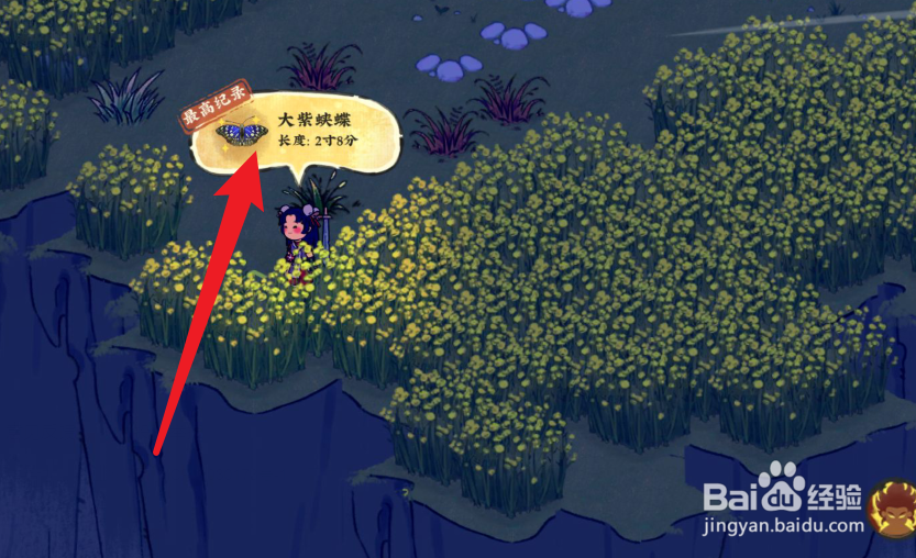 仙山小农大紫蛱蝶怎么抓