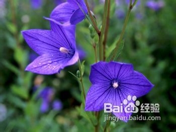 关于杜仲雄花茶的功效
