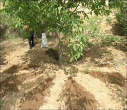 核桃树的培养技术