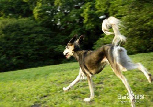 狗狗为什么会吃自己的便便?