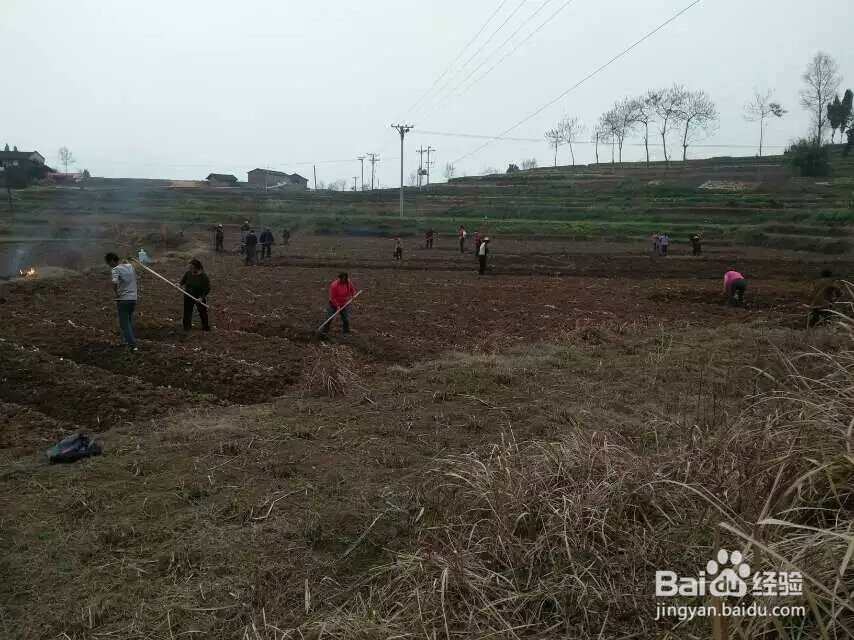 红糖烘干机蔗糖烘干机的生产过程展示