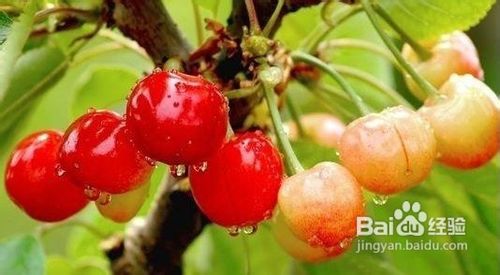 日常美白食谱 轻松吃出白皙肌肤