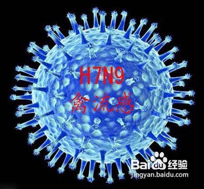 如何有效预防H7N9禽流感
