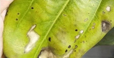 进入冬天发财树叶子发黄怎么补救