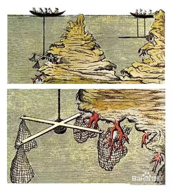 红珊瑚是怎么开采的