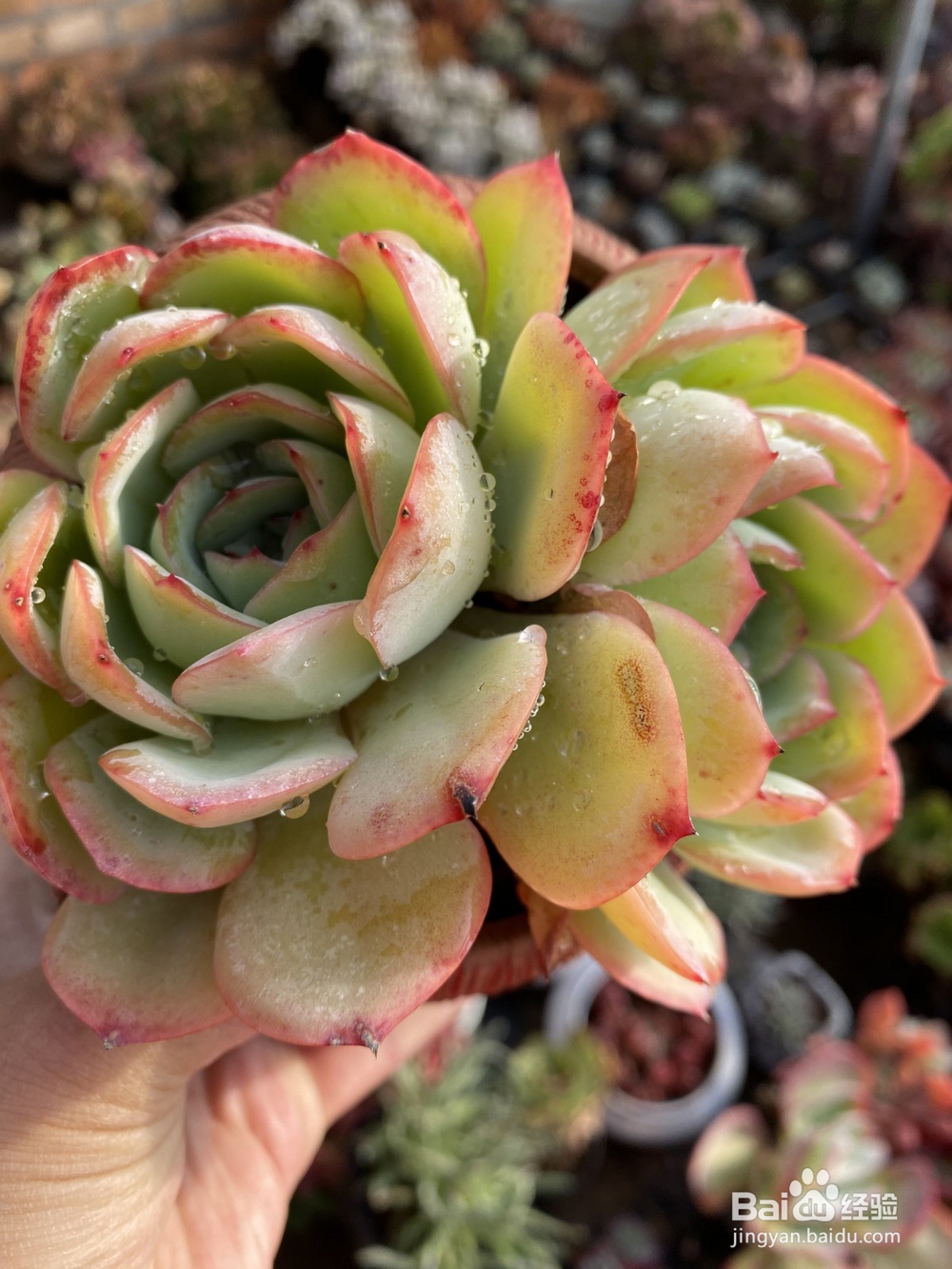 适合新手养植的多肉有哪些?