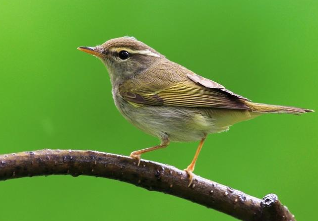 这么松散的地简直是一张软床仿写句子