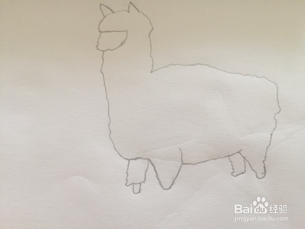 简笔画绘画羊驼